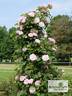Kathleen Harrop rose photo