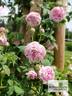Variegata di Bologna rose photo