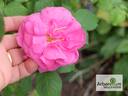 Amédée de Langlois rose photo