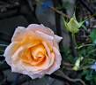 Rochemenier Village ® rose photo