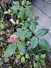 The Alexandra Rose ™ rose photo