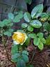 Comtesse du Barry ® rose photo