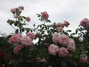 Irma rose photo
