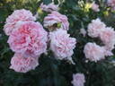 Irma rose photo