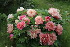 Hillary peony photo