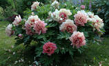 Hillary peony photo