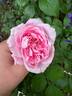 Baroness Rothschild rose photo