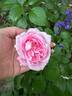 Baroness Rothschild rose photo