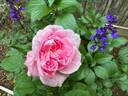 Baroness Rothschild rose photo