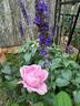 Baroness Rothschild rose photo