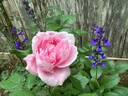 Baroness Rothschild rose photo