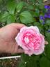 Baroness Rothschild rose photo
