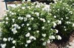 Kent rose photo