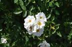 Kent rose photo