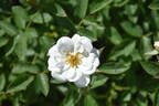 Kent rose photo