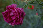 Enchanter rose photo