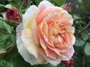 Mme Jean rose photo