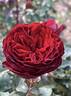 Back in Black rose photo