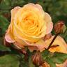 KO 04/1938-04 rose photo