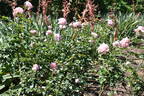 Betty Neuss rose photo