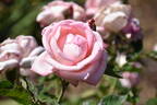 Betty Neuss rose photo