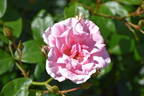 Aussie Magic rose photo