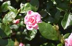 Aussie Magic rose photo