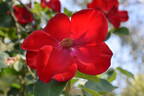 Altissimo rose photo