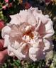 Augustine Guinoisseau rose photo