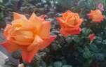 Angèle Pernet rose photo