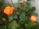 Angèle Pernet rose photo