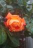 Angèle Pernet rose photo