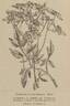 <i>C. lathyrifolia</i> Besser ex Rchb. clematis photo
