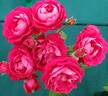 Fields of Fromelles rose photo