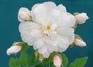 <i>Rosa moschata</i> 'Autumnalis' rose photo