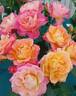Joyce Abounding rose photo