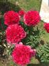 Command Performance peony photo