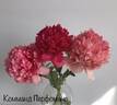 Command Performance peony photo