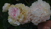 Anatolij Skakodub peony photo