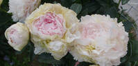 Anatolij Skakodub peony photo