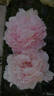 Anatolij Skakodub peony photo