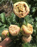 Anatolij Skakodub peony photo