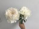 Brother Chuck peony photo