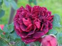Crimson Glory, Cl. rose photo