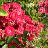 Cerveny kriz rose photo