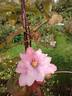 Pink Passion clematis photo