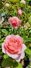 Heidi's Wedding Rose rose photo