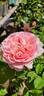 Heidi's Wedding Rose rose photo