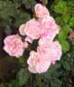 Berlingot rose photo