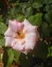 Berlingot rose photo
